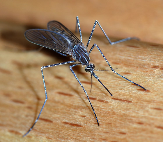 فيديو: أبرز 5 معتقدات خاطئة وخرافات حول البعوض وكيفية الوقاية منها صورة رقم 2