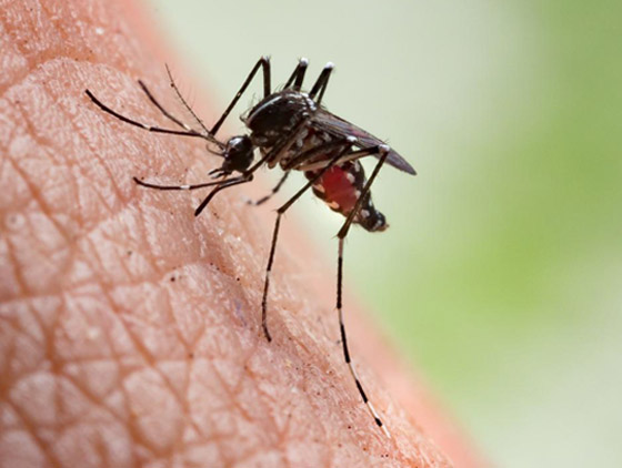 فيديو: أبرز 5 معتقدات خاطئة وخرافات حول البعوض وكيفية الوقاية منها صورة رقم 1