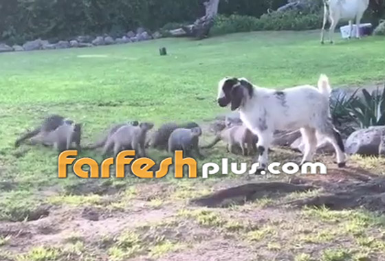 فيديو طريف.. قطيع من النّموس يلاعب ماعزا صغيرا بظرافة صورة رقم 2