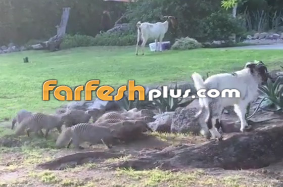 فيديو طريف.. قطيع من النّموس يلاعب ماعزا صغيرا بظرافة صورة رقم 3