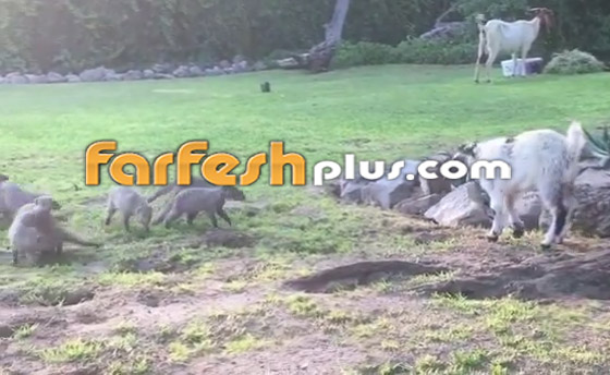 فيديو طريف.. قطيع من النّموس يلاعب ماعزا صغيرا بظرافة صورة رقم 4