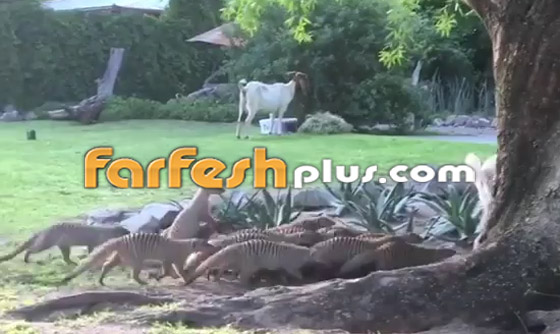 فيديو طريف.. قطيع من النّموس يلاعب ماعزا صغيرا بظرافة صورة رقم 5