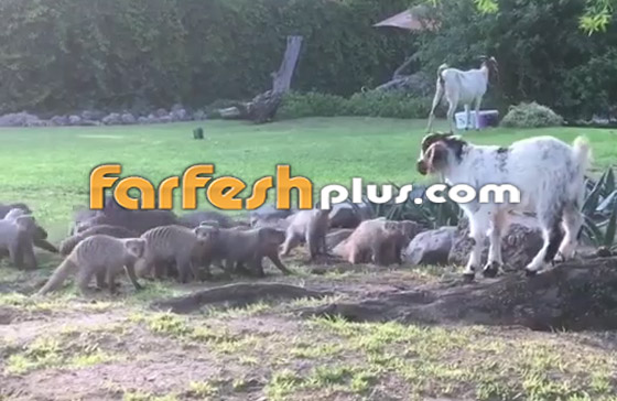 فيديو طريف.. قطيع من النّموس يلاعب ماعزا صغيرا بظرافة صورة رقم 6