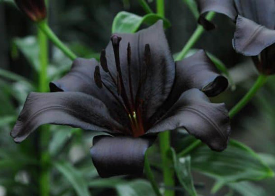 تعرفوا إلى الألوان ودلالاتها وتفسيرها في الأحلام صورة رقم 3 تعرفوا إلى الألوان ودلالاتها وتفسيرها في الأحلام صورة رقم 3