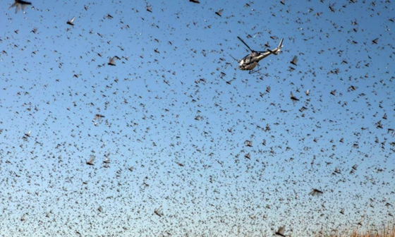 جيوش من الجراد تعبر السودان إلى مصر والسعودية والأردن وتهدد بتدمير المحاصيل صورة رقم 4 جيوش من الجراد تعبر السودان إلى مصر والسعودية والأردن وتهدد بتدمير المحاصيل صورة رقم 4