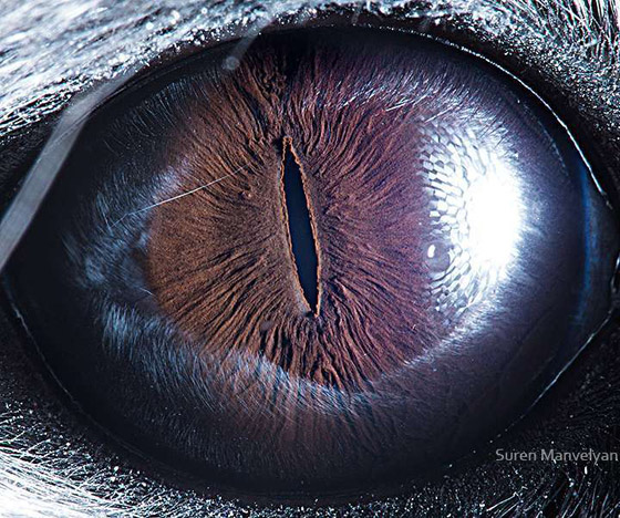صور مذهلة لعيون الحيوانات عن قرب صورة رقم 3