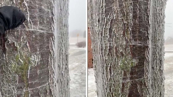 ظاهرة غريبة لذوبان شجرة مجمدة من الداخل! فيديو صورة رقم 1