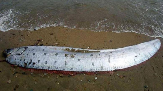 ظهور أسماك غامضة من أعماق البحر على شواطئ اليابان تنذر بكارثة! صورة رقم 7 ظهور أسماك غامضة من أعماق البحر على شواطئ اليابان تنذر بكارثة! صورة رقم 7