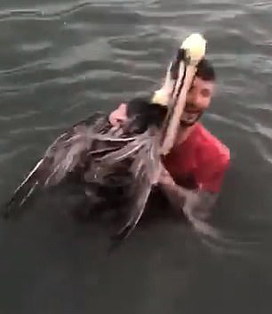 شاب أمريكي يهاجم بجعة محمية فتضربه بمنقارها وتهرب! فيديو صورة رقم 3