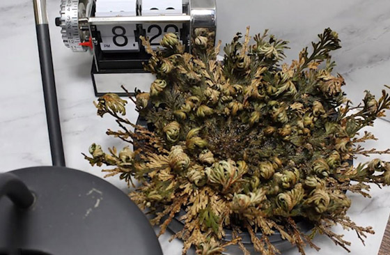 بالفيديو والصور: لقطات رائعة لـ(نبات القيامة) يعود من بين الأموات! صورة رقم 5