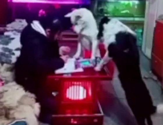 فيديو طريف.. كلبة تعتني بطفلة أثناء أدائها لواجباتها ووظائفها المدرسية صورة رقم 3