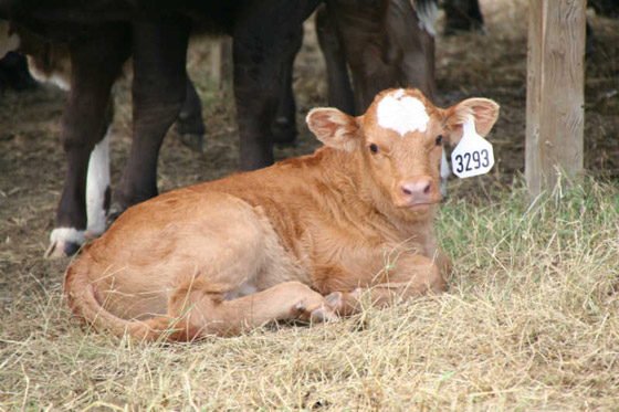 تعرفوا على 10 وظائف غريبة غير معروفة ربما لم تسمع عنها من قبل صورة رقم 1