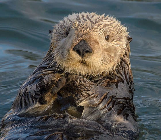 ما هو الحيوان الروحي (الطوطم) الخاص بك وفقا لتاريخ ميلادك؟ صورة رقم 1 ما هو الحيوان الروحي (الطوطم) الخاص بك وفقا لتاريخ ميلادك؟ صورة رقم 1