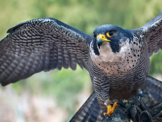 ما هو الحيوان الروحي (الطوطم) الخاص بك وفقا لتاريخ ميلادك؟ صورة رقم 3 ما هو الحيوان الروحي (الطوطم) الخاص بك وفقا لتاريخ ميلادك؟ صورة رقم 3