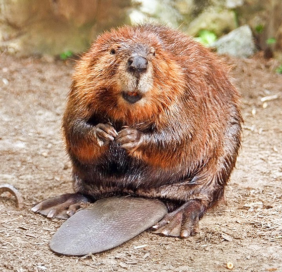 ما هو الحيوان الروحي (الطوطم) الخاص بك وفقا لتاريخ ميلادك؟ صورة رقم 4 ما هو الحيوان الروحي (الطوطم) الخاص بك وفقا لتاريخ ميلادك؟ صورة رقم 4