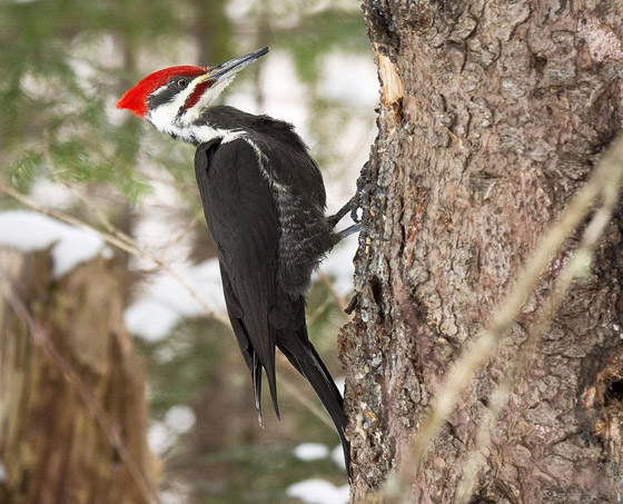 ما هو الحيوان الروحي (الطوطم) الخاص بك وفقا لتاريخ ميلادك؟ صورة رقم 6 ما هو الحيوان الروحي (الطوطم) الخاص بك وفقا لتاريخ ميلادك؟ صورة رقم 6