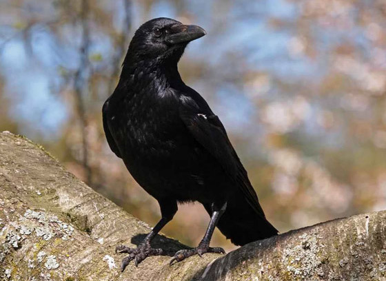 ما هو الحيوان الروحي (الطوطم) الخاص بك وفقا لتاريخ ميلادك؟ صورة رقم 9 ما هو الحيوان الروحي (الطوطم) الخاص بك وفقا لتاريخ ميلادك؟ صورة رقم 9