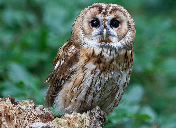 ما هو الحيوان الروحي (الطوطم) الخاص بك وفقا لتاريخ ميلادك؟ صورة رقم 11 ما هو الحيوان الروحي (الطوطم) الخاص بك وفقا لتاريخ ميلادك؟ صورة رقم 11