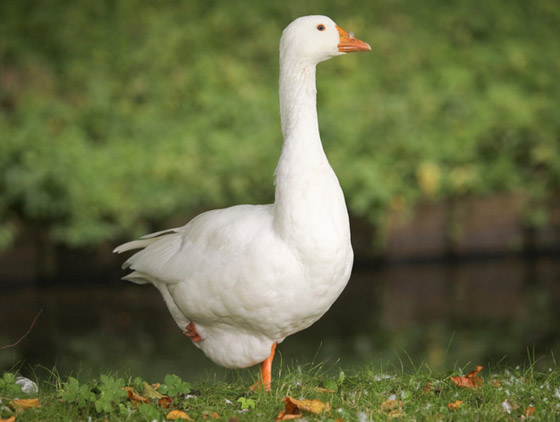 ما هو الحيوان الروحي (الطوطم) الخاص بك وفقا لتاريخ ميلادك؟ صورة رقم 12 ما هو الحيوان الروحي (الطوطم) الخاص بك وفقا لتاريخ ميلادك؟ صورة رقم 12