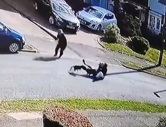 بالفيديو.. قطة مجنونة تهاجم رجلين وكلبا فتوقعهم أرضا! صورة رقم 4