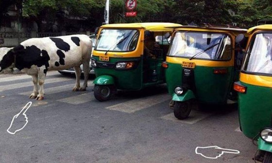 تعرفوا على أغرب قوانين السير حول العالم صورة رقم 2