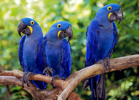 بالصور: تعرفوا على أغلى الحيوانات ثمنا حول العالم  صورة رقم 3