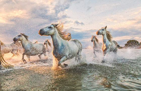 صور ساحرة خلابة لقطيع من الخيول البيضاء أثناء عبورها بحيرة صورة رقم 2