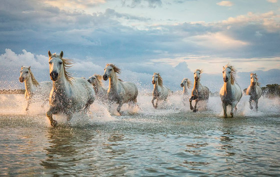 صور ساحرة خلابة لقطيع من الخيول البيضاء أثناء عبورها بحيرة صورة رقم 5