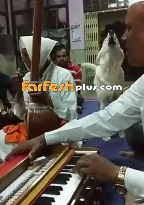 لقطات مؤثرة لكلب يغني داخل أحد المعابد في الهند! فيديو صورة رقم 1