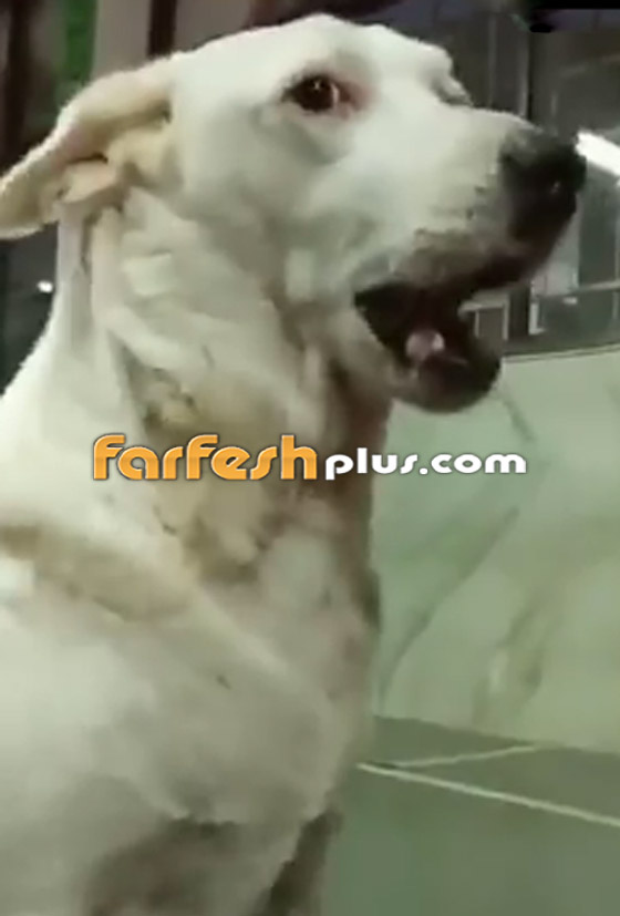 لقطات مؤثرة لكلب يغني داخل أحد المعابد في الهند! فيديو صورة رقم 3