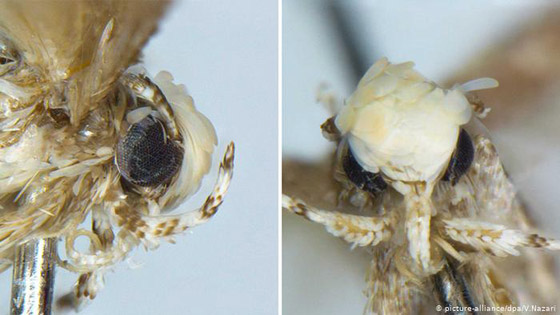 اكتشافات غيّرت مفهومنا لمملكتي الحيوان والنبات صورة رقم 6
