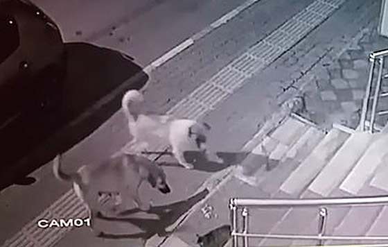 مواجهة استثنائية.. قطة شجاعة تهزم 6 كلاب هجموا عليها! فيديو صورة رقم 1