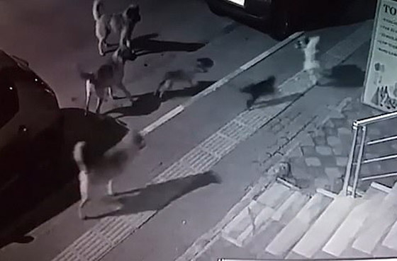 مواجهة استثنائية.. قطة شجاعة تهزم 6 كلاب هجموا عليها! فيديو صورة رقم 2