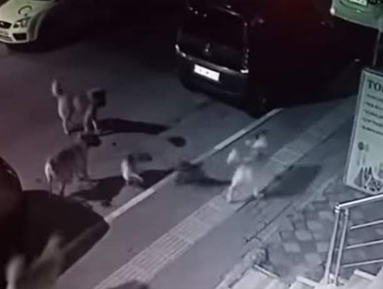 مواجهة استثنائية.. قطة شجاعة تهزم 6 كلاب هجموا عليها! فيديو صورة رقم 3
