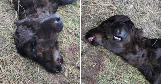 بالصور: لقطات نادرة غريبة لولادة عجل برأسين في مزرعة أمريكية! صورة رقم 1