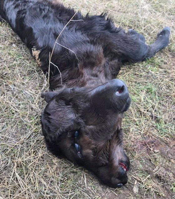 بالصور: لقطات نادرة غريبة لولادة عجل برأسين في مزرعة أمريكية! صورة رقم 2