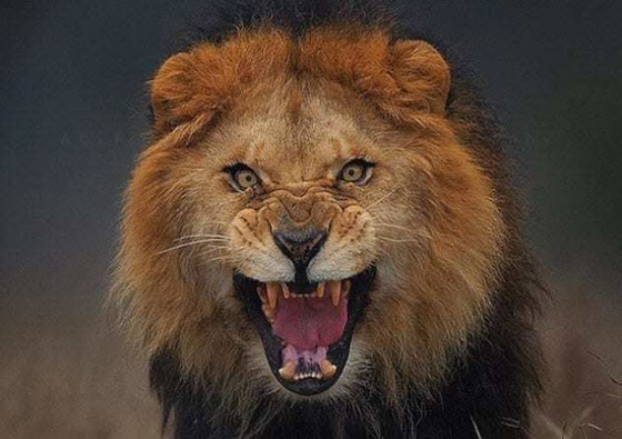 صور كادت تقتل مصوريها الذين خاطروا بحياتهم لالتقاط اللقطة المثالية صورة رقم 1 صور كادت تقتل مصوريها الذين خاطروا بحياتهم لالتقاط اللقطة المثالية صورة رقم 1