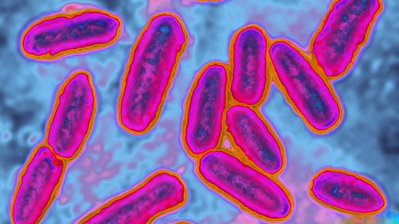 تعرفوا إلى أخطر الجراثيم والبكتيريا القاتلة والمقاومة للأدوية في العالم صورة رقم 2 تعرفوا إلى أخطر الجراثيم والبكتيريا القاتلة والمقاومة للأدوية في العالم صورة رقم 2