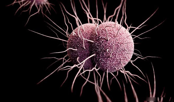 تعرفوا إلى أخطر الجراثيم والبكتيريا القاتلة والمقاومة للأدوية في العالم صورة رقم 3 تعرفوا إلى أخطر الجراثيم والبكتيريا القاتلة والمقاومة للأدوية في العالم صورة رقم 3