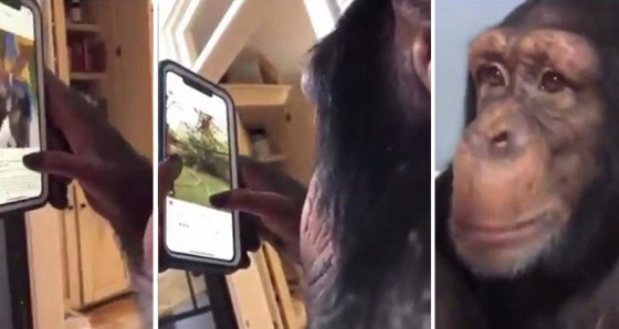 فيديو مثير وطريف: قرد يتصفح انستغرام بمهارة واحترافية ويثير الإعجاب! صورة رقم 1
