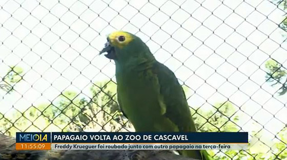 قصة الببغاء الذي نجا من لدغة أفعى ورصاصة في وجهه واختطافه! صورة رقم 5 قصة الببغاء الذي نجا من لدغة أفعى ورصاصة في وجهه واختطافه! صورة رقم 5