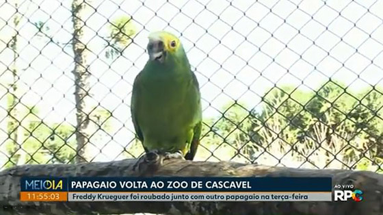 قصة الببغاء الذي نجا من لدغة أفعى ورصاصة في وجهه واختطافه! صورة رقم 8 قصة الببغاء الذي نجا من لدغة أفعى ورصاصة في وجهه واختطافه! صورة رقم 8