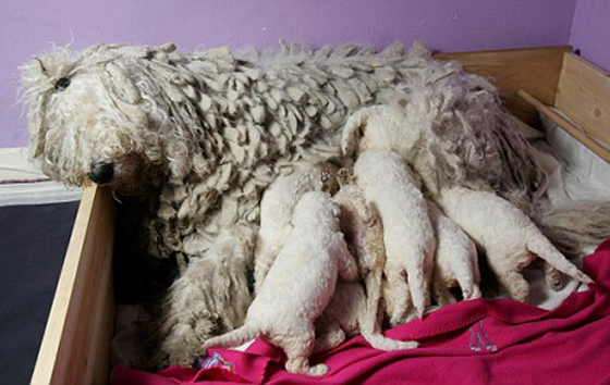 تعرفوا على أغرب الأشياء الموجودة في العالم.. صور صورة رقم 4