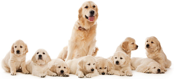 تعرفوا على أغرب الأشياء الموجودة في العالم.. صور صورة رقم 12