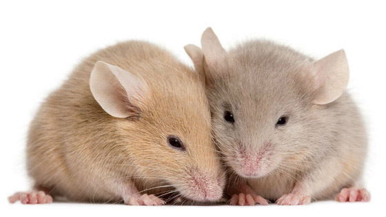  مخلوقات تطورت بشكل مدهش للبقاء على قيد الحياة.. تعرفوا اليهم صورة رقم 4