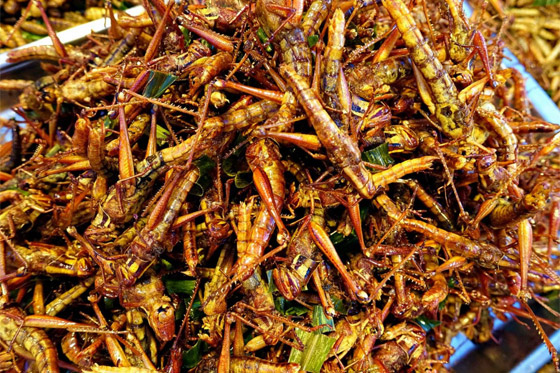 بالصور: إليكم 10 من أغرب أنواع الطعام والأطباق المقززة حول العالم صورة رقم 10 بالصور: إليكم 10 من أغرب أنواع الطعام والأطباق المقززة حول العالم صورة رقم 10