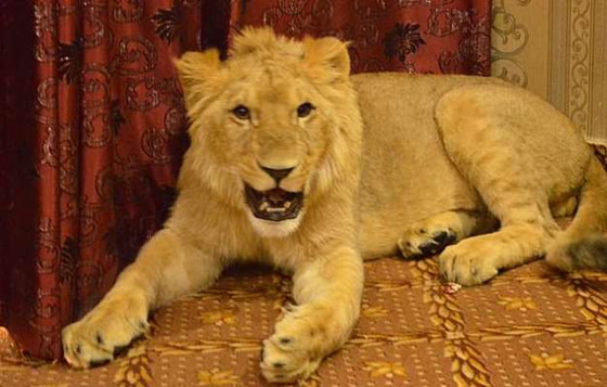 بالفيديو والصور:رجل يربي أسدا داخل منزله ويسمح له بالنوم على سريره صورة رقم 5