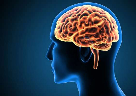 10 أطعمة صحية تعزز وتحسن أداء دماغ الإنسان صورة رقم 11 10 أطعمة صحية تعزز وتحسن أداء دماغ الإنسان صورة رقم 11