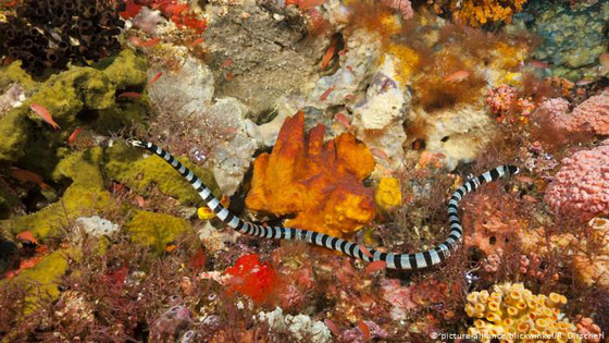 عجائب وأرقام من عالم الأفاعي المثير صورة رقم 9