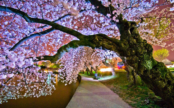 أروع صور يمكن ان تشاهدها لأشجار وغابات غريبة ومميزة حول العالم صورة رقم 10